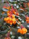 Bright Orange Darwins Barberry Flowers Royalty Free Stock Photo