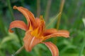 Bright orange daylily flower Royalty Free Stock Photo