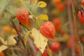 Bright orange dry boxes of physalis plants, similar to lanterns grow in the autumn on the street