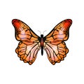 Bright orange exotic butterfly on white