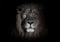 Bright orange eyes, bleached face lion portrait on a black background. Full-face portrait - chic hair. powerful lion male with a