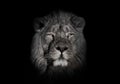 Bright orange eyes, bleached face lion portrait on a black background. looks inquiringly. powerful lion male with a chic mane Royalty Free Stock Photo