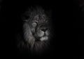 Bright orange eyes, bleached face lion portrait on a black background. lying around and looking patronizing. powerful lion male Royalty Free Stock Photo