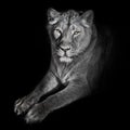 Bright orange eyes, bleached face liones on a black background. lioness on a black background. looks attentively. powerful lion Royalty Free Stock Photo