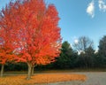 Bright Orange Fall Tree with Leaves Falling Royalty Free Stock Photo