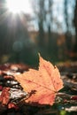 Bright Orange Fallen Leaf Backlit By Sunburst Royalty Free Stock Photo