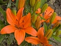 Bright orange fire lily flower and buds Royalty Free Stock Photo