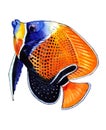 Bright orange fish with a black spot and light blue outline
