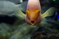 Bright orange fish with mouth open. funny fish.