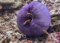 Bright Orange Fish in Purple Anemone Underwater Royalty Free Stock Photo