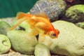 Bright orange fish-telescope floats in the aquarium Royalty Free Stock Photo