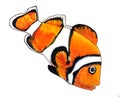 Bright orange fish with white stripe and black outline
