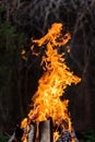 A bright orange flame of fire burns against a dark background. Birch firewood Royalty Free Stock Photo