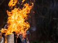 A bright orange flame of fire burns against a dark background. Birch firewood Royalty Free Stock Photo