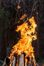 A bright orange flame of fire burns against a dark background. Birch firewood Royalty Free Stock Photo