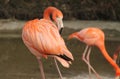 Flamingo cleaning its feathers Royalty Free Stock Photo