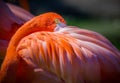 Bright orange flamingo tucking head into feathers for a nap