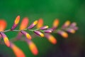 Bright Orange Flower Buds