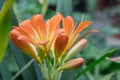 Bright orange flower of clivia miniata blooming close-up. Tropical plant. Royalty Free Stock Photo