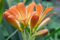 Bright orange flower of clivia miniata blooming close-up. Tropical plant. Royalty Free Stock Photo