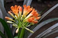 Bright orange flower of clivia miniata blooming close-up. Tropical plant. Royalty Free Stock Photo