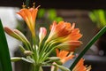 Bright orange flower of clivia miniata blooming close-up. Tropical plant. Royalty Free Stock Photo