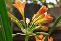 Bright orange flower of clivia miniata blooming close-up. Tropical plant. Royalty Free Stock Photo