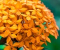 Bright orange flower, close up