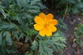 Bright orange flower of Cosmos sulphureus Royalty Free Stock Photo