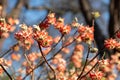 Bright orange flower of the Edgeworthia chrysanthia Red Dragon bush at the RHS Wisley garden, Surrey UK Royalty Free Stock Photo