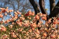 Bright orange flower of the Edgeworthia chrysanthia Red Dragon bush at the RHS Wisley garden, Surrey UK Royalty Free Stock Photo