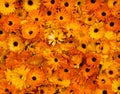 Bright Orange Flower Heads Pot Marigold Calendula Officinalis