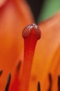 Bright orange flower lily stamens with pollen and pestle macro on blur background Royalty Free Stock Photo