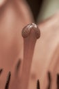 Bright orange flower lily stamens with pollen and pestle macro on blur background  retro style Royalty Free Stock Photo