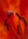 Bright orange flower lily stamens with pollen and pestle macro on bokeh background Royalty Free Stock Photo