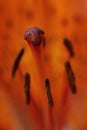 Bright orange flower lily stamens with pollen and pestle macro Royalty Free Stock Photo