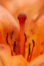 Bright orange flower lily stamens with pollen and pestle macro inside opened bud wallpaper Royalty Free Stock Photo