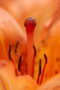 Bright orange flower lily stamens with pollen and pestle macro inside opened bud wallpaper Royalty Free Stock Photo
