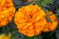 Bright orange flower marigold closeup