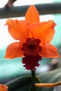 Bright orange flower of orchid from Cattleya genus, with curly purple lip and flower center.