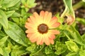 Bright orange flower in summer Royalty Free Stock Photo