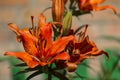 Bright orange flower of a tiger lily Royalty Free Stock Photo