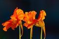 Garden nasturtium orange flower Tropaeolum majus Royalty Free Stock Photo