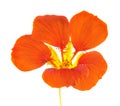 Bright orange flower of Tropaeolum majus or nasturtium isolated on white background Royalty Free Stock Photo