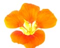 Bright orange flower of Tropaeolum majus or nasturtium isolated on white background Royalty Free Stock Photo