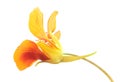 Bright orange flower of Tropaeolum majus or nasturtium isolated on white background Royalty Free Stock Photo