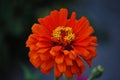 Bright Orange Flower with yellow middle and dark garden background Royalty Free Stock Photo