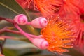 Bright Orange Flowering Gum Tree, Riddells Creek, Victoria, Australia, January 2020 Royalty Free Stock Photo