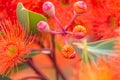 Bright Orange Flowering Gum Tree, Riddells Creek, Victoria, Australia, January 2020 Royalty Free Stock Photo