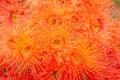 Bright Orange Flowering Gum Tree, Riddells Creek, Victoria, Australia, January 2020 Royalty Free Stock Photo